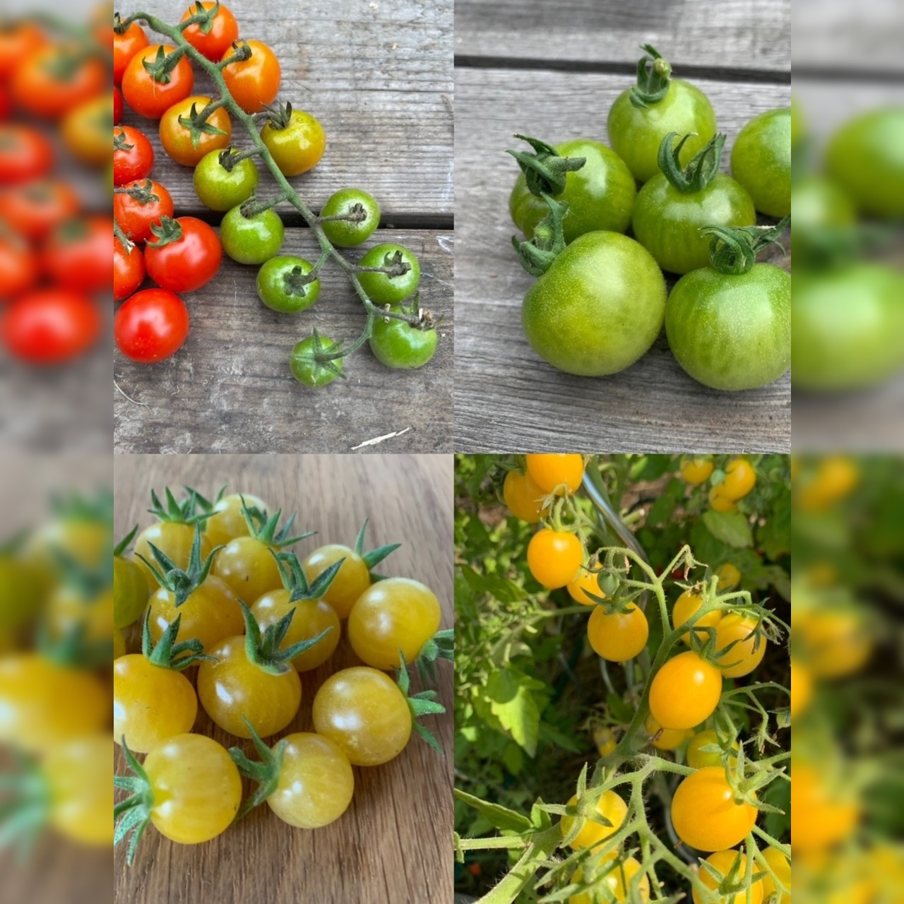 BIO Tomatensamen Set