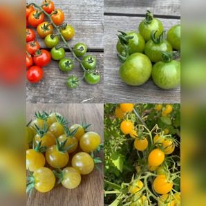 BIO Tomatensamen Set
