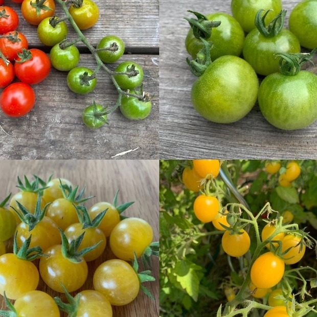 BIO Tomatensamen Set