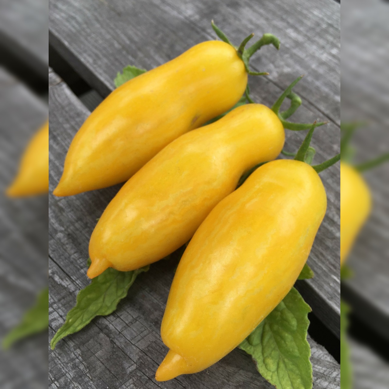 Gemüsesamen-Set "Urban Gardening" - 6 BIO-Gemüsesorten [samenfest]