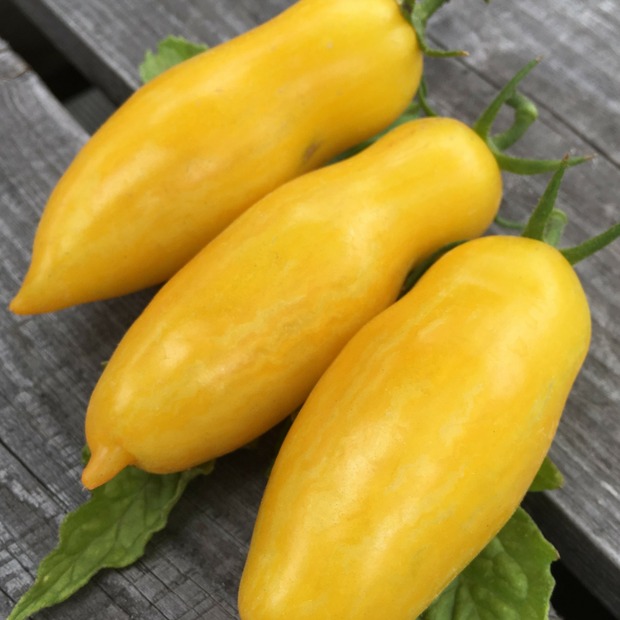 Gemüsesamen-Set "Urban Gardening" - 6 BIO-Gemüsesorten [samenfest]