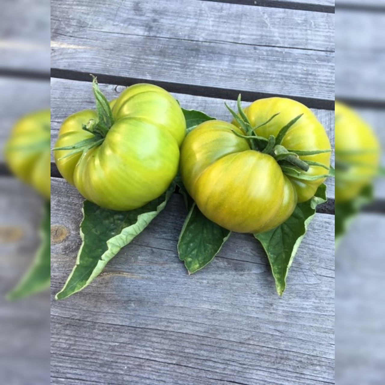 BIO Tomatensamen Set