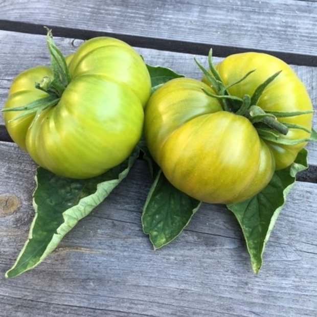BIO Tomatensamen Set