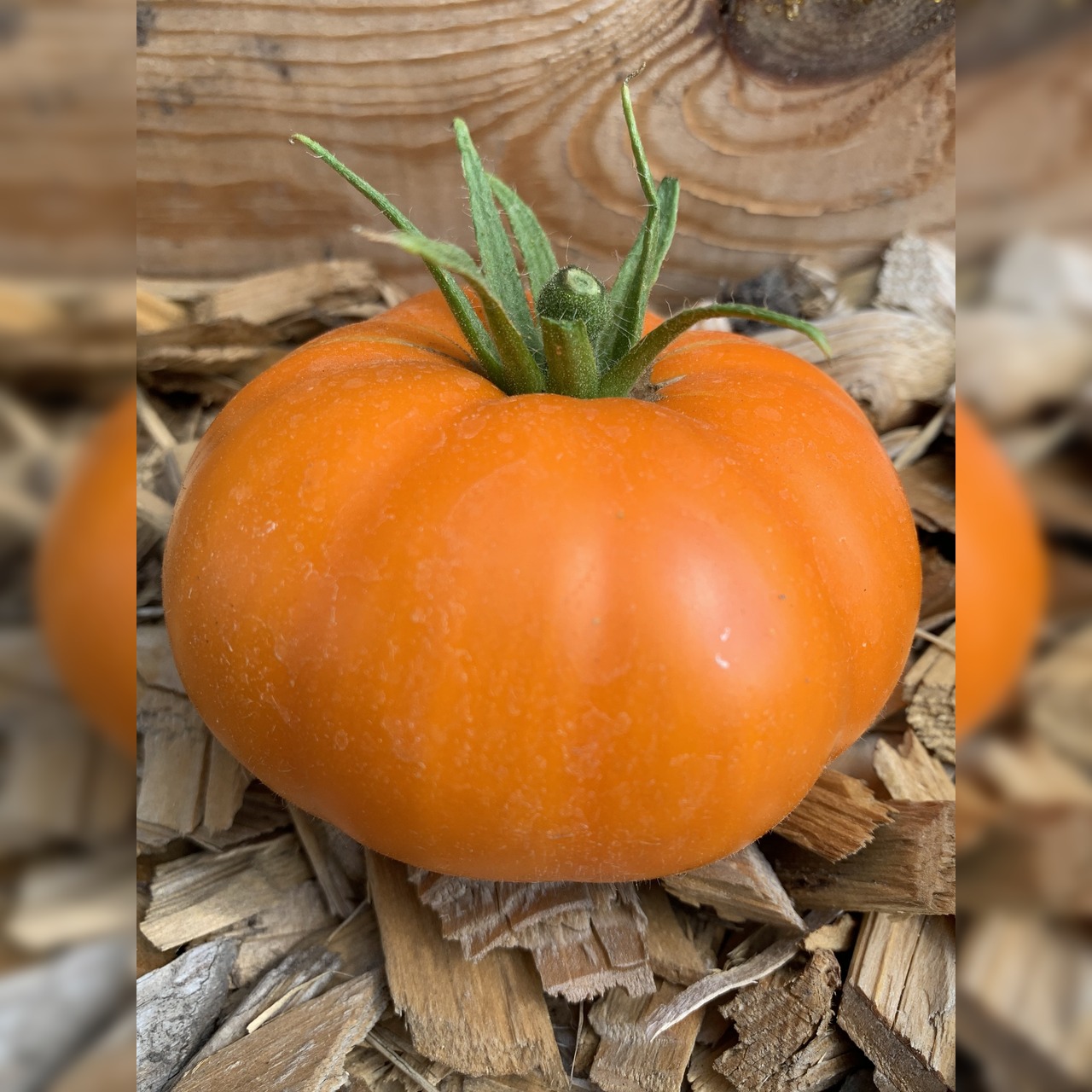 Anzucht-Set "Gewächshaustomaten" [31, 46]