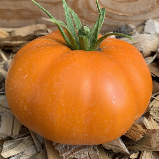 Anzucht-Set "Gewächshaustomaten" [31, 46]