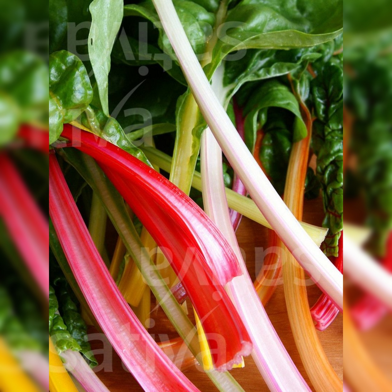 Mangold "Bright Lights" - BIO-Mangoldsamen [samenfest]