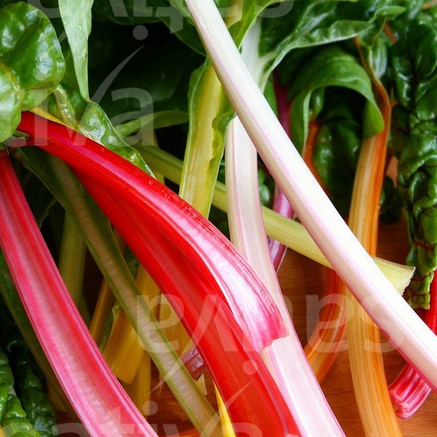 Mangold "Bright Lights" - BIO-Mangoldsamen [samenfest]