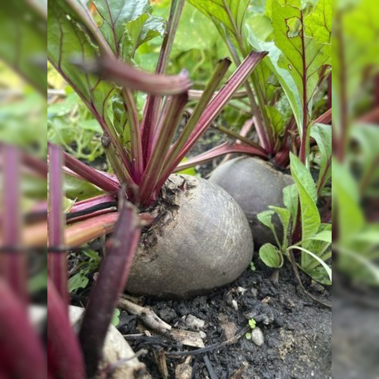 Rote Bete „Robuschka“ - BIO-Rote Bete Sorte [samenfest]