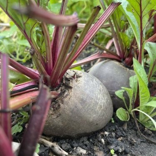 Rote Bete „Robuschka“ - BIO-Rote Bete Sorte [samenfest]