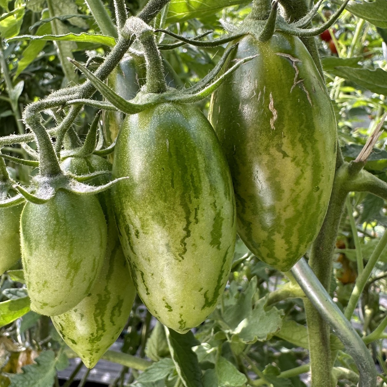 Tomate "Green Sausage" - BIO-Tomatensorte [samenfest]
