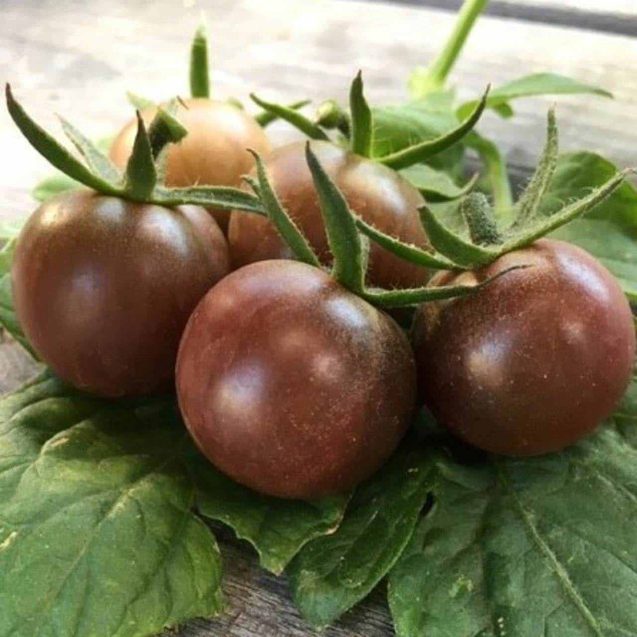 Tomate "Black Cherry" - BIO-Tomatensorte [samenfest]