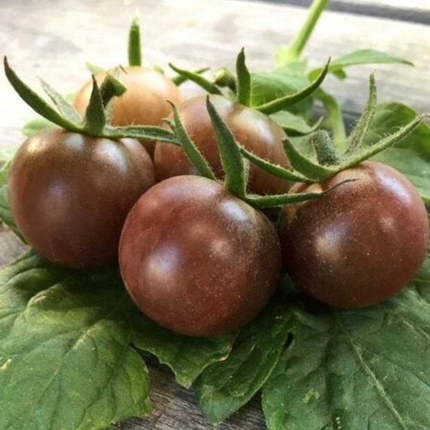 Tomate "Black Cherry" - BIO-Tomatensorte [samenfest]