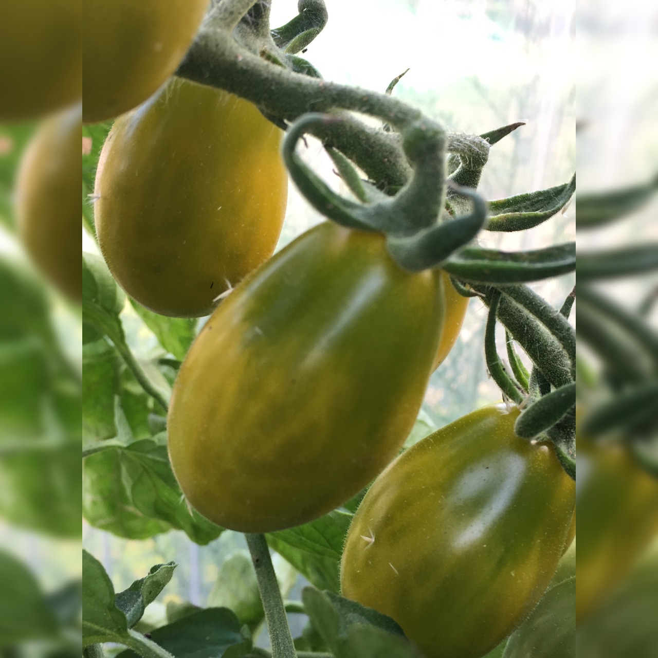 BIO Tomatensamen Set