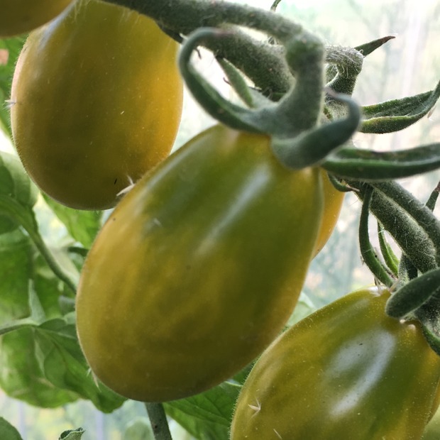 BIO Tomatensamen Set