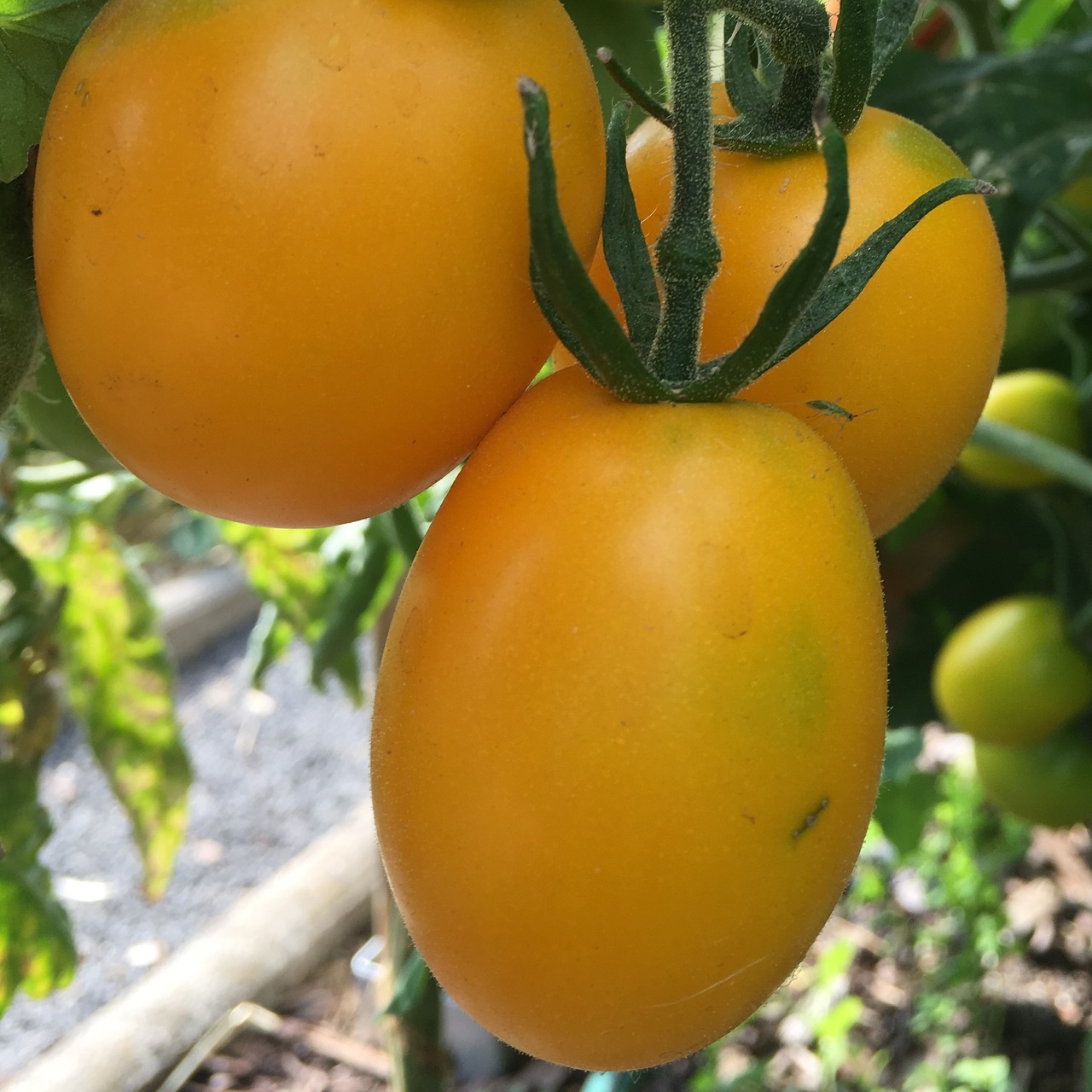 Tomate "König Humbert" - BIO-Tomatensorte [samenfest]