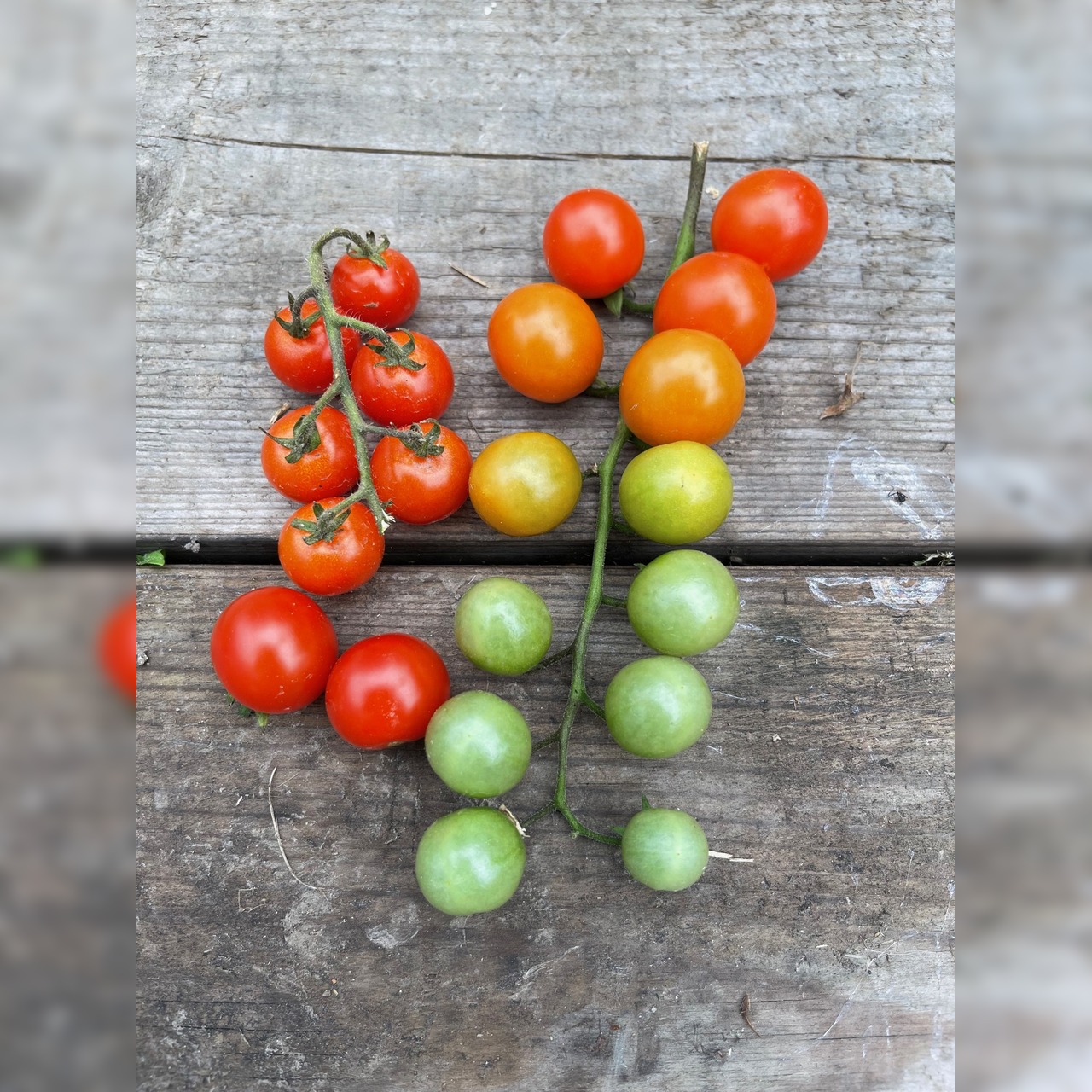 Tomate „Amore“ - BIO-Tomatensorte [samenfest]