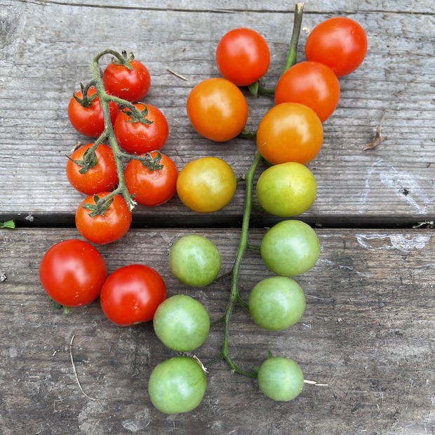 Tomate „Amore“ - BIO-Tomatensorte [samenfest]