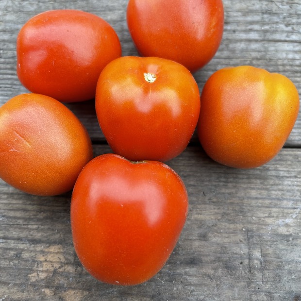 BIO Tomatensamen Set
