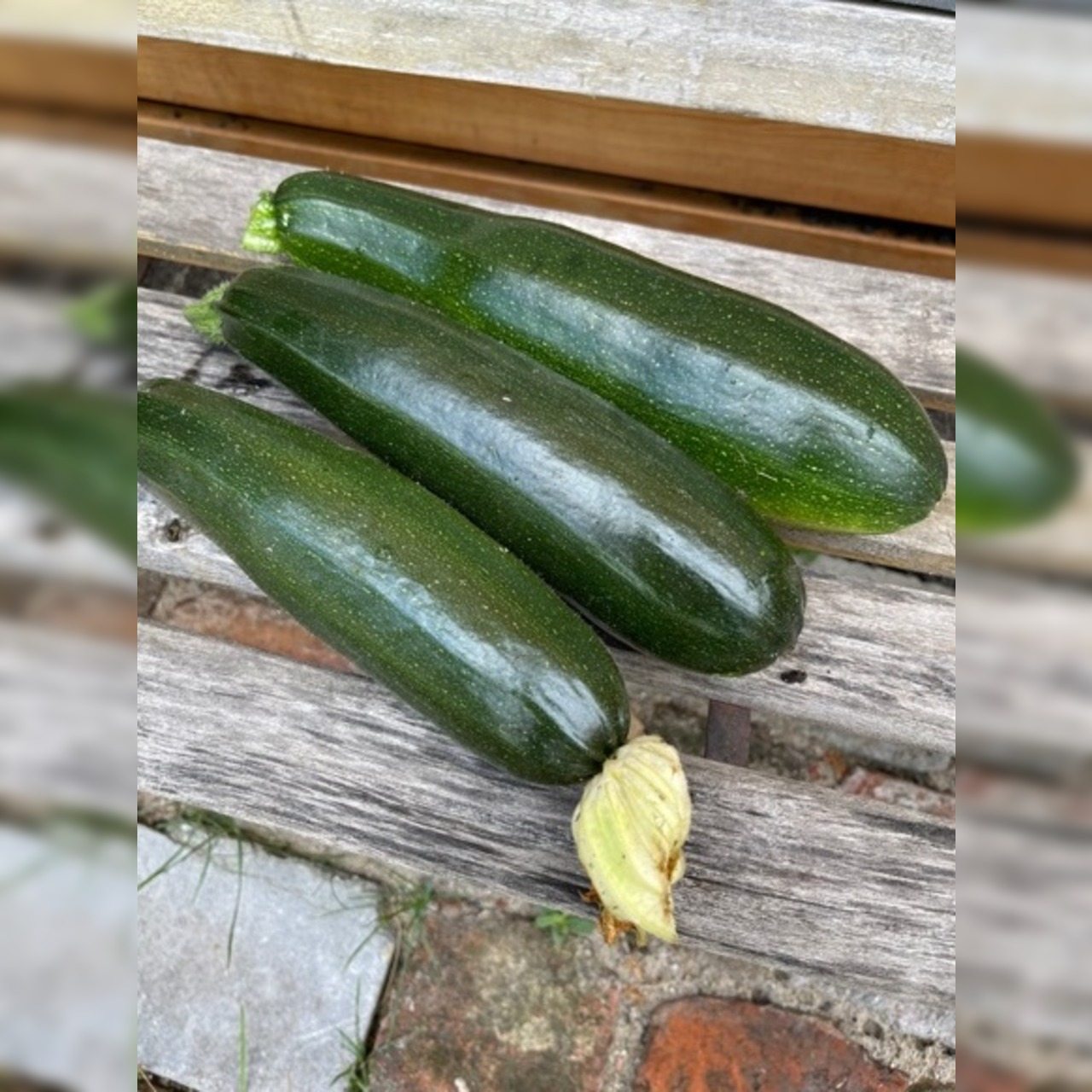 Anzucht-Set "Zucchini & Kürbis" [60, 110]