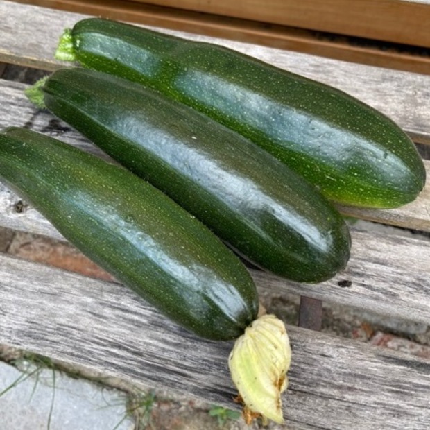 Anzucht-Set "Zucchini & Kürbis" [60, 110]