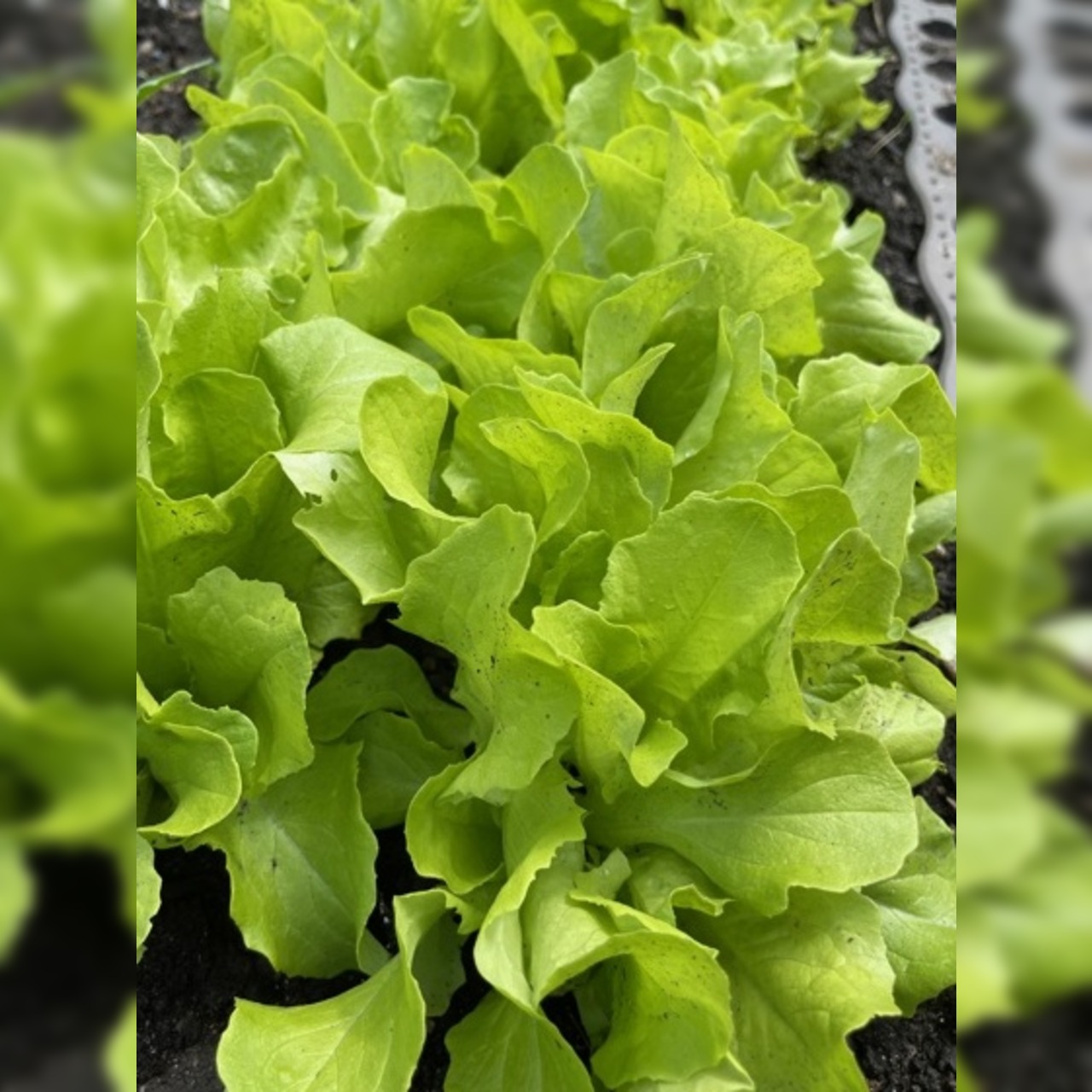 Gemüsesamen-Set "Urban Gardening" - 6 BIO-Gemüsesorten [samenfest]