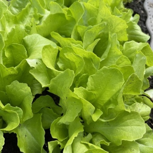 Gemüsesamen-Set "Urban Gardening" - 6 BIO-Gemüsesorten [samenfest]