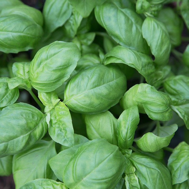 Basilikum Samen (samenfest & BIO)