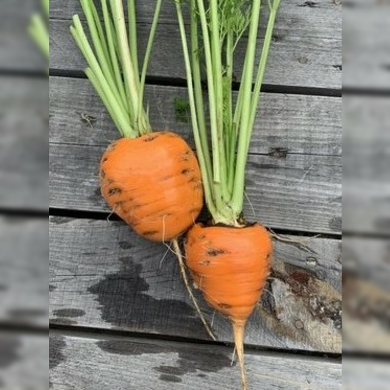 Gemüsesamen-Set "Balkongemüse" - 8 BIO-Sorten [samenfest]