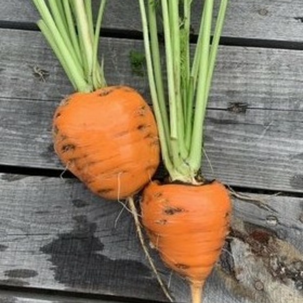 Gemüsesamen-Set "Balkongemüse" - 8 BIO-Sorten [samenfest]