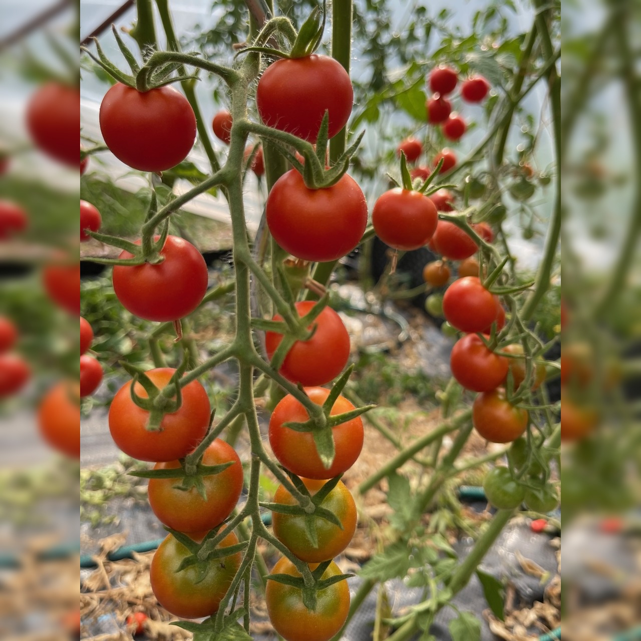 Tomate "Zuckertraube" - BIO-Tomatensamen [samenfest]