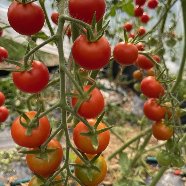 Tomate "Zuckertraube" - BIO-Tomatensamen [samenfest]