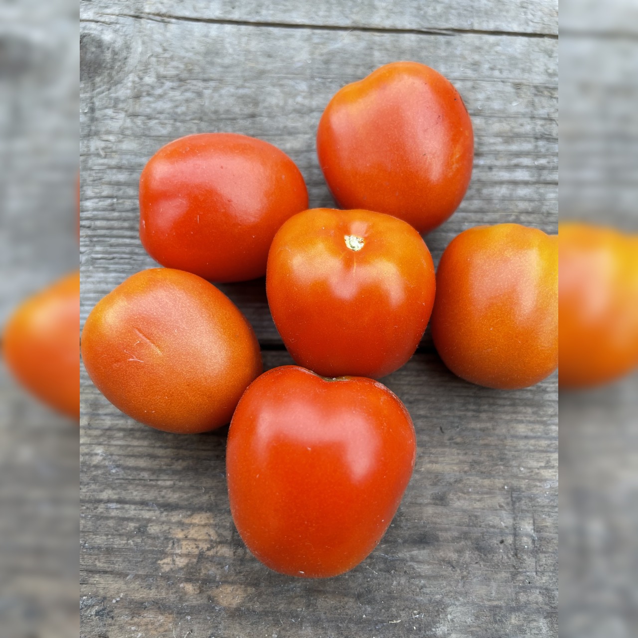 Tomate "De Berao rot" - BIO-Tomatensorte [samenfest]