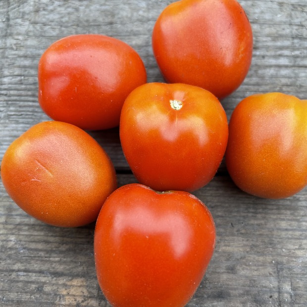 Tomate "De Berao rot" - BIO-Tomatensorte [samenfest]