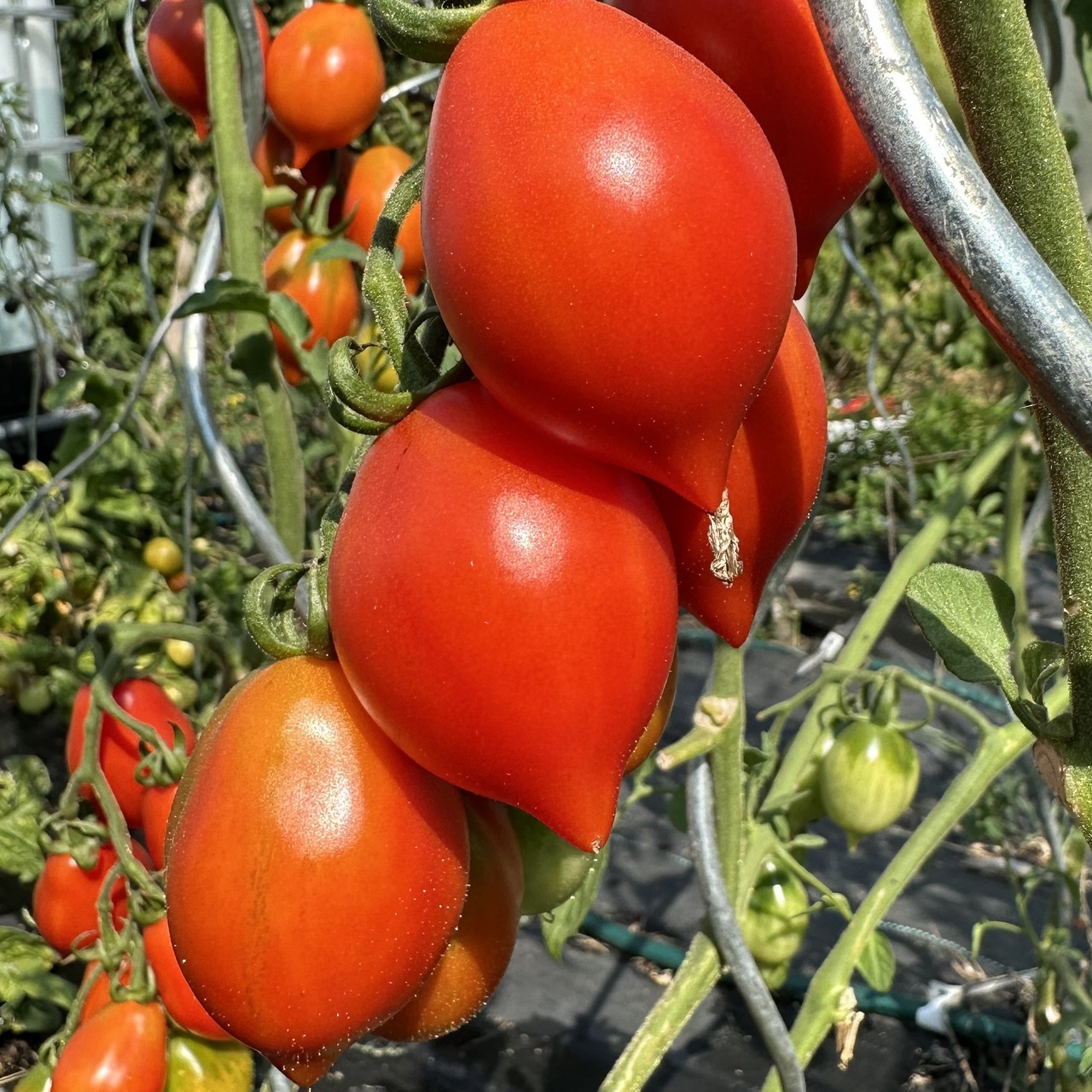 Tomate "italienische Wintertomate" - BIO-Tomatensorte