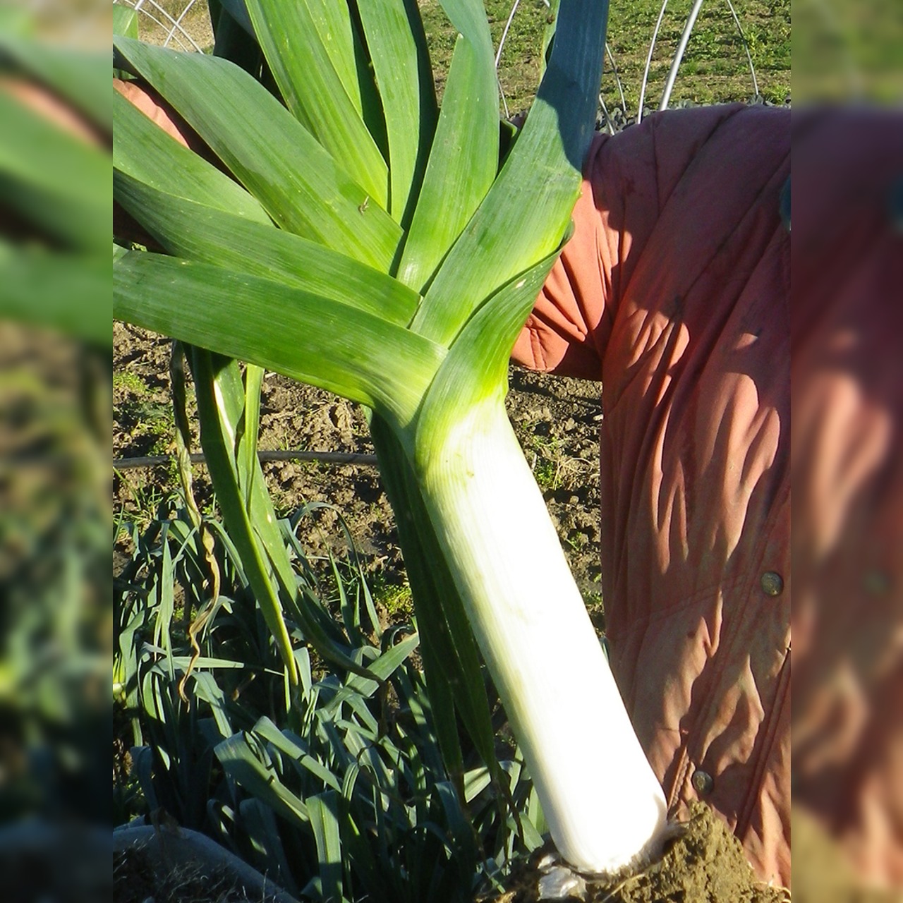 Anzucht-Set "Wintergemüse" [93, 97]