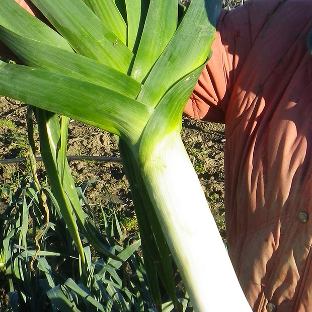 Anzucht-Set "Wintergemüse" [93, 97]