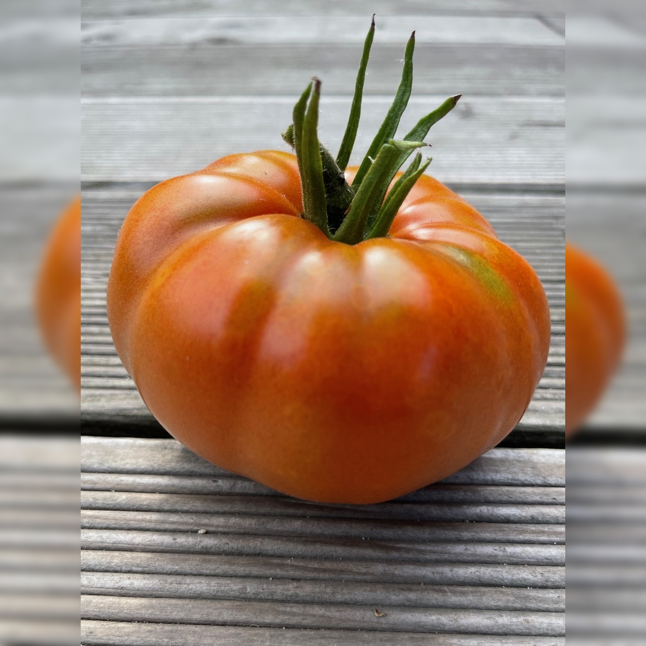 BIO Tomatensamen Set