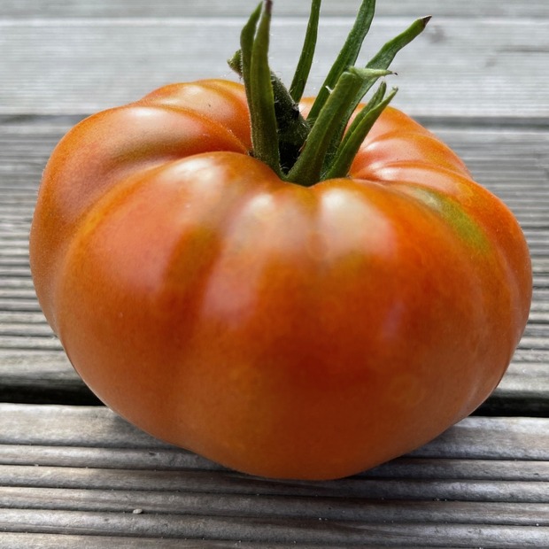 BIO Tomatensamen Set