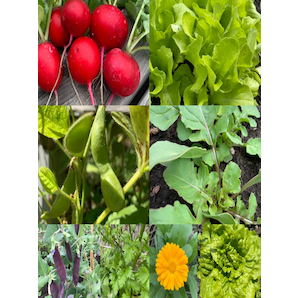 Gemüsesamen-Set "Schwachzehrer fürs Hochbeet" - 8 BIO-Sorten [samenfest]