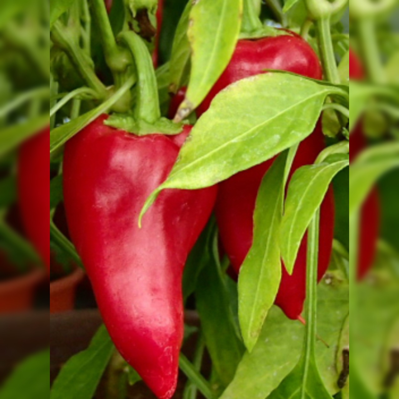 Paprika "Türkischer Gewürzpaprika" - BIO-Paprikasorte [samenfest]