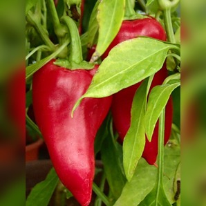 Paprika "Türkischer Gewürzpaprika" - BIO-Paprikasorte [samenfest]