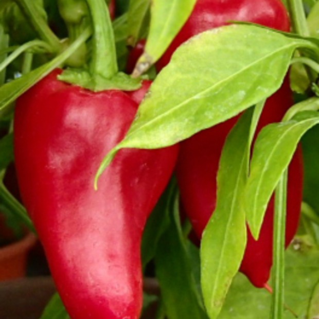 Paprika "Türkischer Gewürzpaprika" - BIO-Paprikasorte [samenfest]