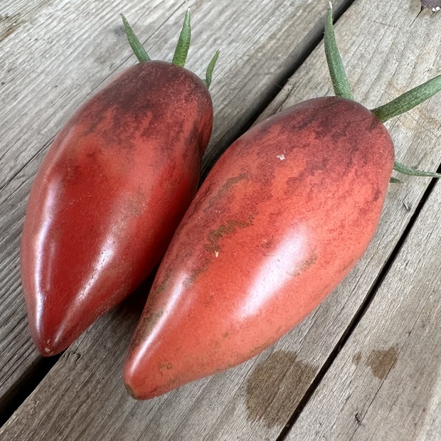 Tomate "Slivka Gurman" - BIO-Tomatensorte [samenfest]