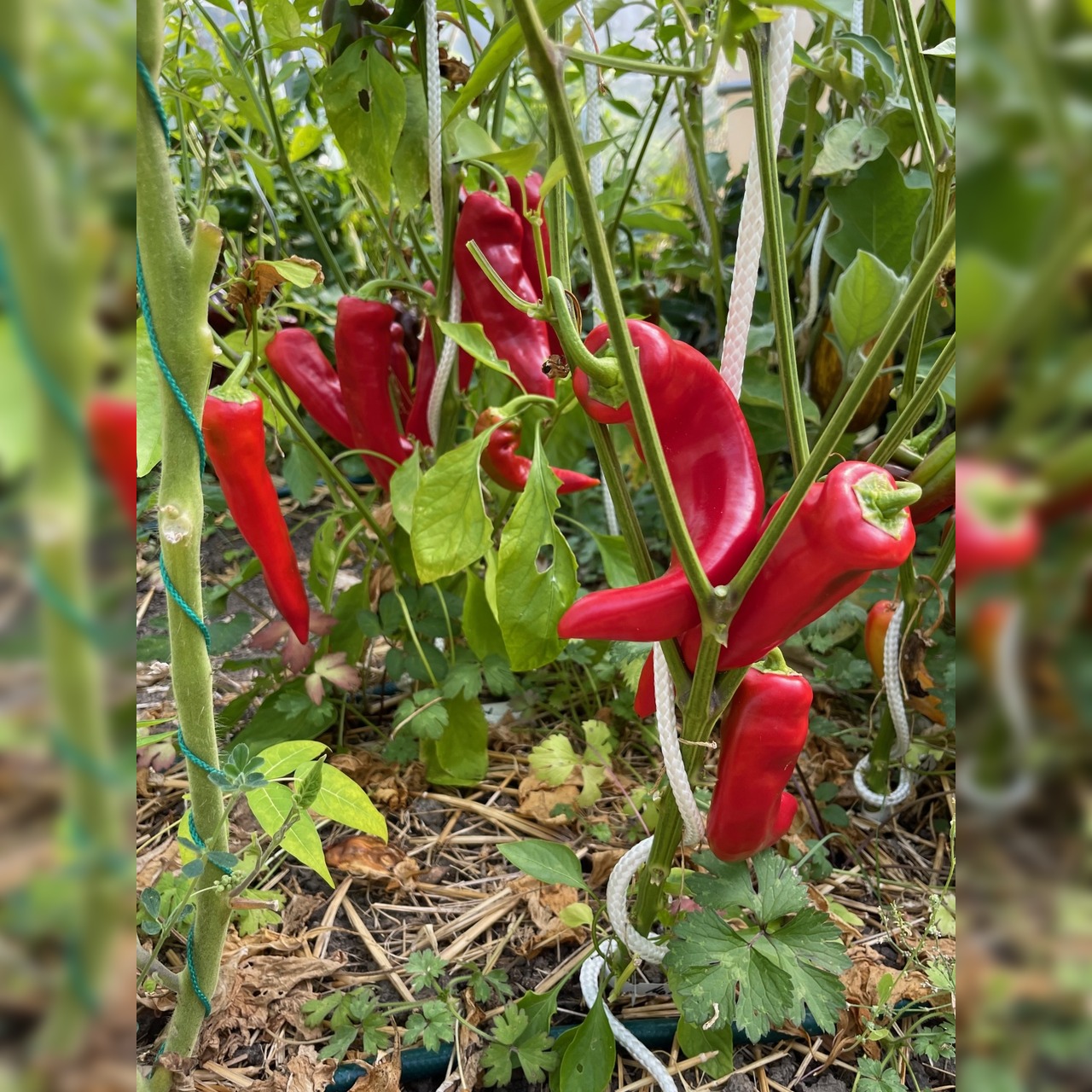 Paprika "Marconi Red" - BIO-Paprikasamen [samenfest]