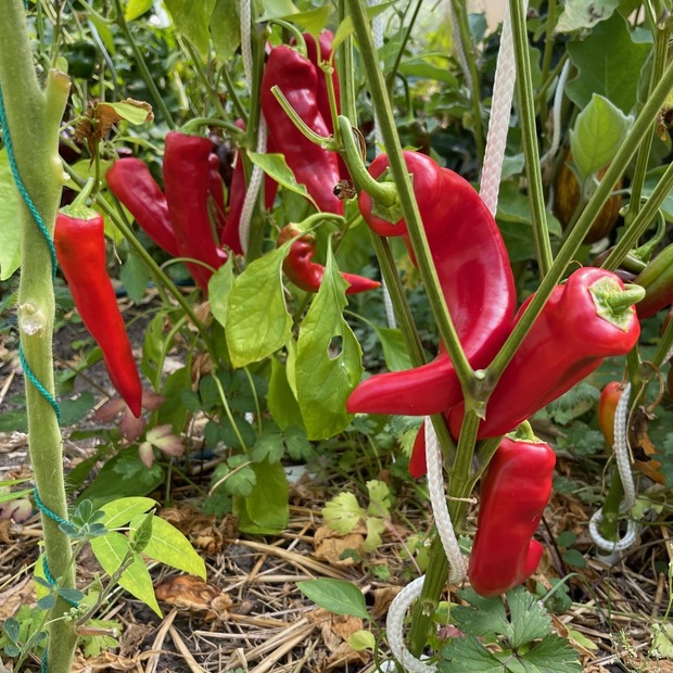 Paprika "Marconi Red" - BIO-Paprikasamen [samenfest]