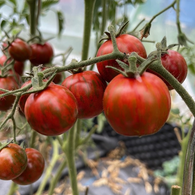 Tomate "Black Zebra Cherry" - BIO-Tomatensorte [samenfest]