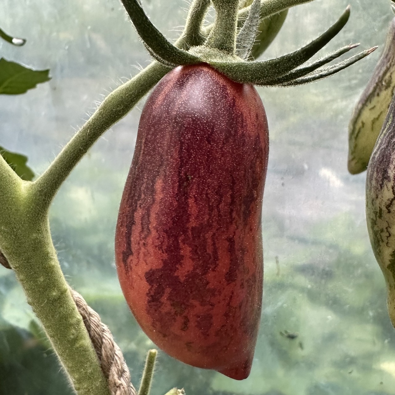 Tomate "Slivka Gurman" - BIO-Tomatensorte [samenfest]