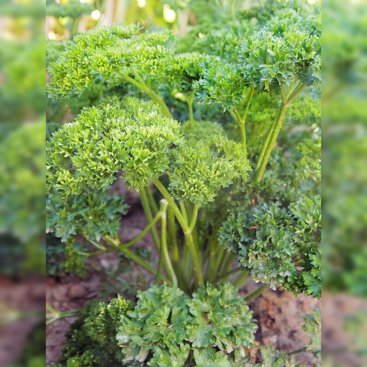 Krause Petersilie - Bio-Kräutersamen samenfest