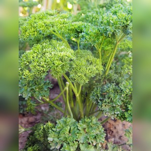 Krause Petersilie - Bio-Kräutersamen samenfest