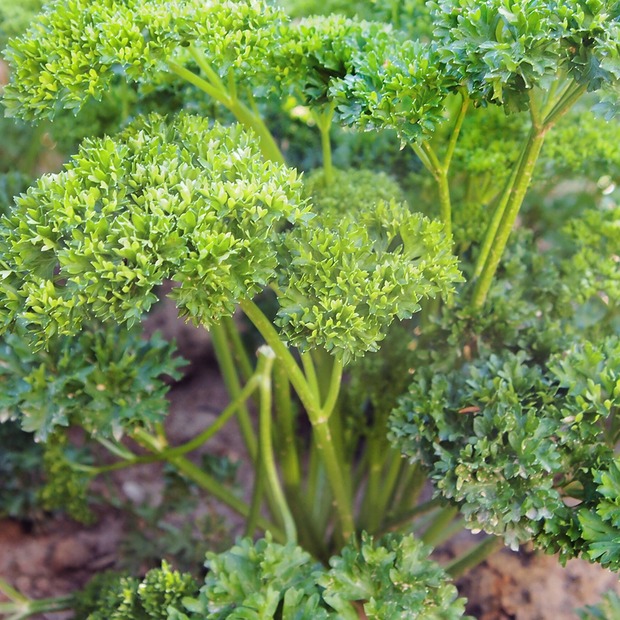 Krause Petersilie - Bio-Kräutersamen samenfest